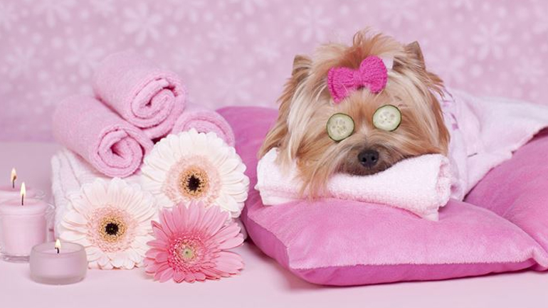 Πώς να φτιάξετε άρωμα για το σκυλάκι σας