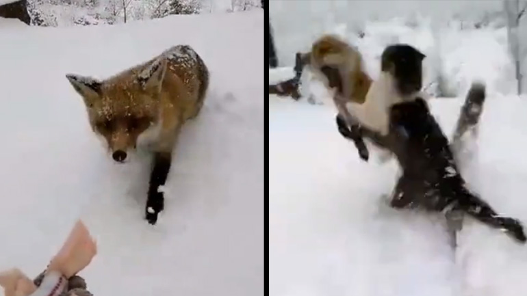 Η ζηλιάρα γάτα Η ζηλιάρα γάτα