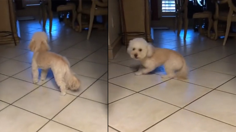 O σκύλος νομίζει ότι είναι μόνος στο σπίτι