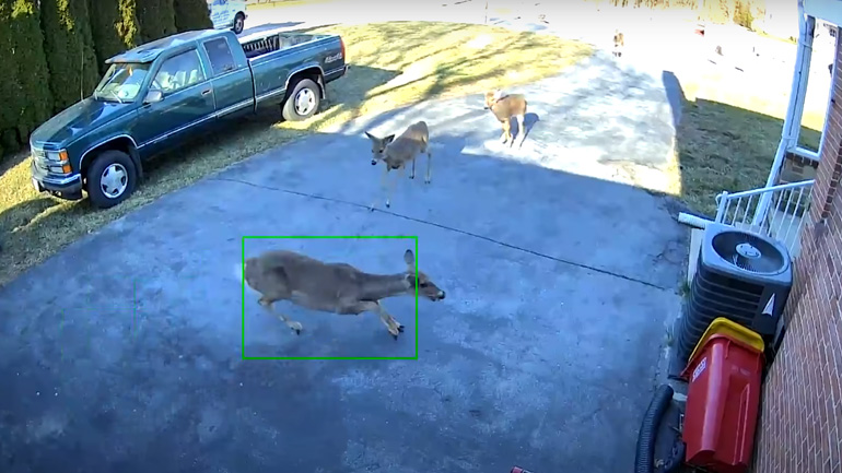 Ελάφι συγκρούεται σε γκαραζόπορτα