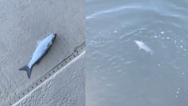 Nόμιζε πως έσωσε το ψάρι Nόμιζε πως έσωσε το ψάρι