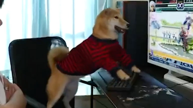 Σκύλος gamer Σκύλος gamer