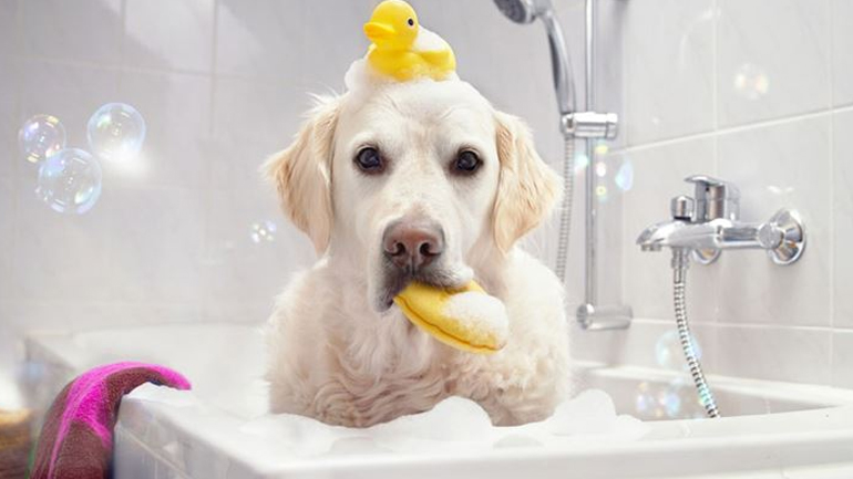 Πώς να κάνετε το μπάνιο του σκυλιού σας παιχνιδάκι