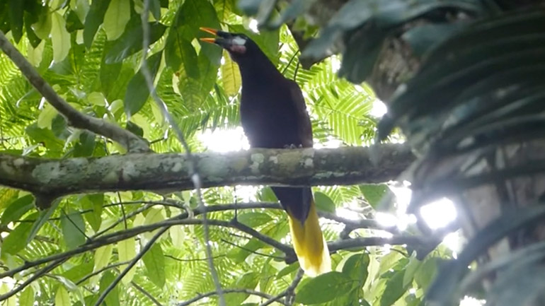 Το κελάηδημα ενός τροπικού πτηνού