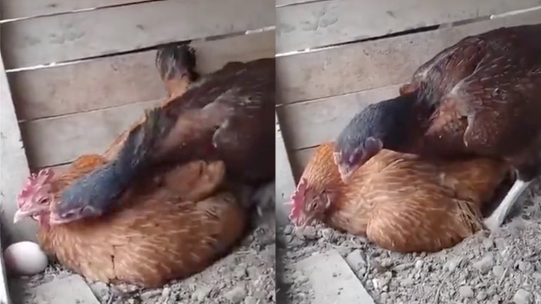 Η βοήθεια της πεθεράς Η βοήθεια της πεθεράς