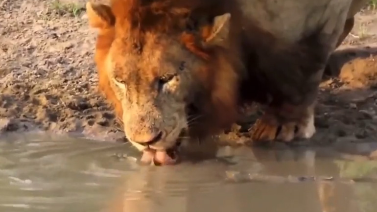 Xελώνα επιτίθεται σε λιοντάρι