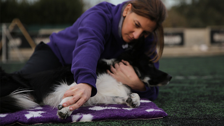 Η τέχνη του Σιάτσου στα ζώα