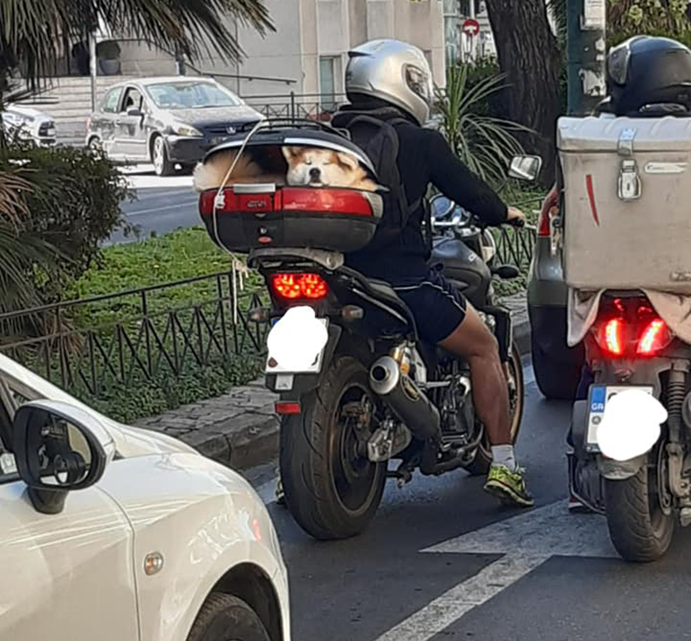 Μάλλον μπέρδεψε το σκυλάκι για σακούλα του super market...