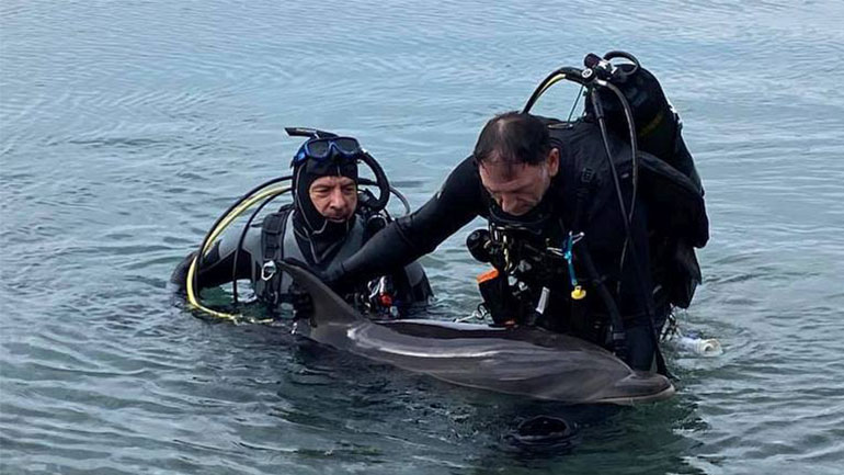 Νεκρό δελφίνι στο Λουτράκι – Μπλέχτηκε σε δίχτυα ψαράδων