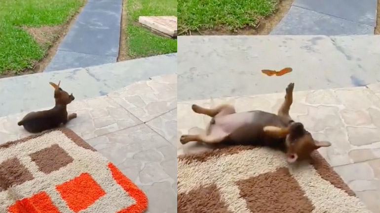 Κουτάβι εναντίον πεταλούδας Κουτάβι εναντίον πεταλούδας