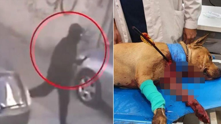 Χειροπέδες στον «τοξοβόλο» που σκότωσε σκύλο σε αυλή σπιτιού στην Πετρούπολη