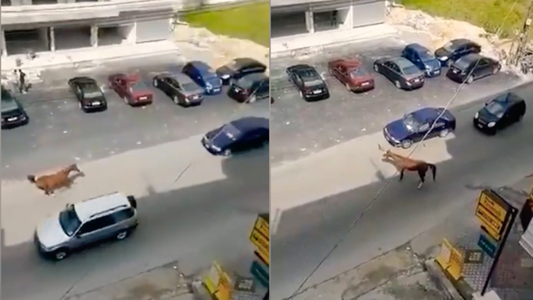 Άλογο εναντίον αυτοκινήτου Άλογο εναντίον αυτοκινήτου