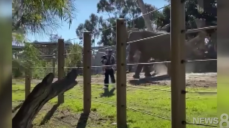 Ανεύθυνος πατέρας vs ελέφαντας