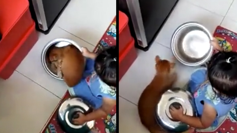 Η εμμονή της γάτας με την κατσαρόλα