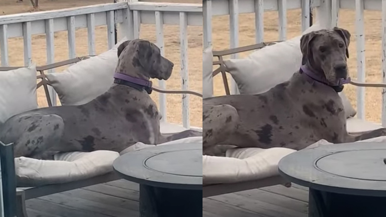 Ο σκύλος βολεύτηκε πάνω στη γάτα