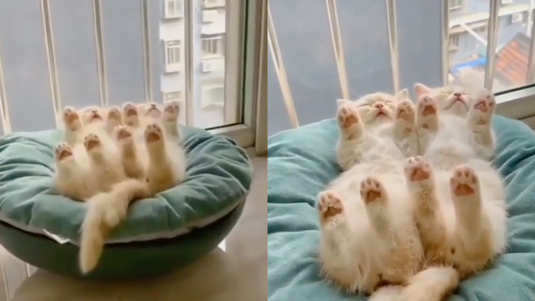 Δύο γατάκια κοιμούνται στο κρεβάτι τους