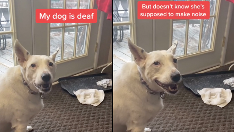 Μια κωφή σκυλίτσα γαβγίζει αθόρυβα Μια κωφή σκυλίτσα γαβγίζει αθόρυβα