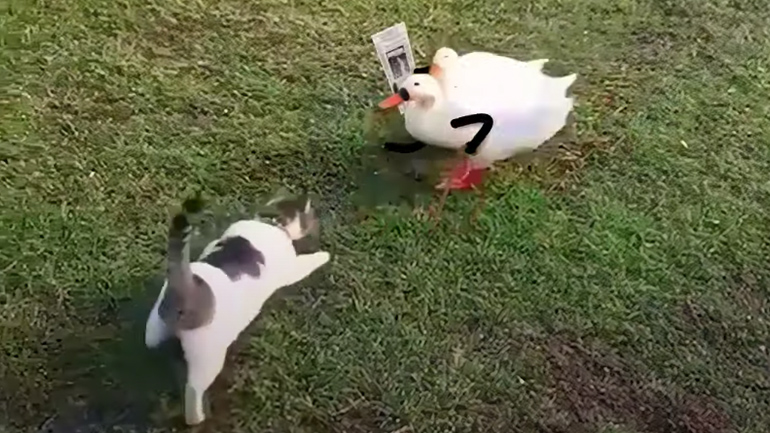 Πάπιες παπαράτσι