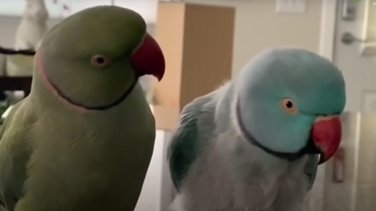 Δύο παπαγαλάκια συνομιλούν