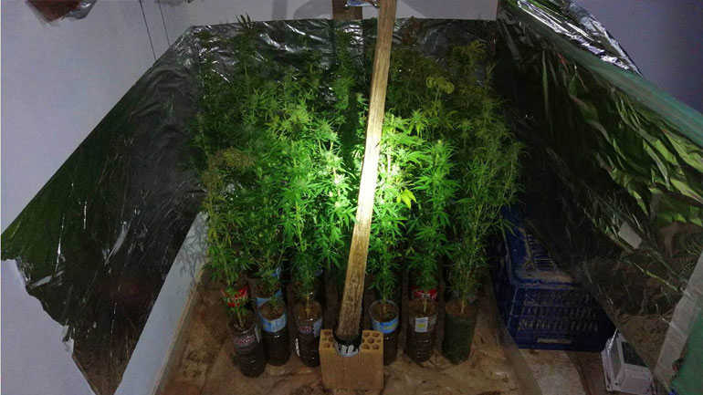 Χειροπέδες σε 53χρονο για «χασισόκηπο» που διατηρούσε στο σπίτι του