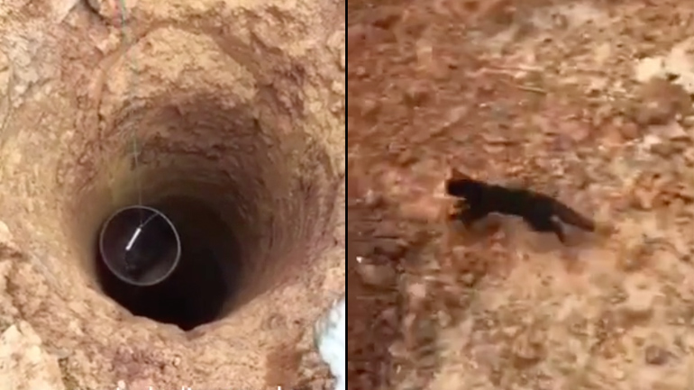 Διάσωση γάτας από μια τρύπα Διάσωση γάτας από μια τρύπα