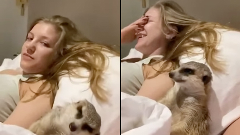 Σουρικάτα βλέπει τηλεόραση