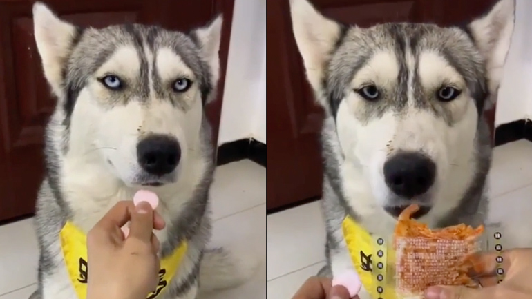 Πώς θα δώσεις φάρμακο εύκολα σε έναν σκύλο Πώς θα δώσεις φάρμακο εύκολα σε έναν σκύλο