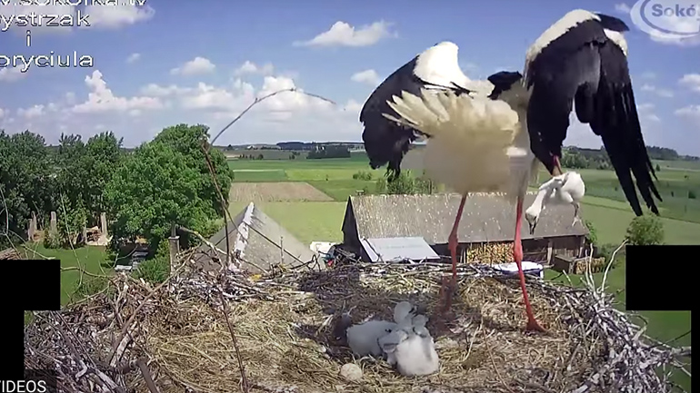 Πελαργός σκοτώνει ένα νεαρό πουλί από τη φωλιά του