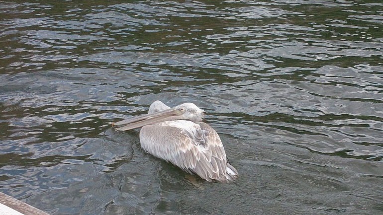 Εντοπίστηκε ο ιός της γρίπης των πτηνών σε τρεις αργυροπελεκάνους στη λίμνη Κερκίνης