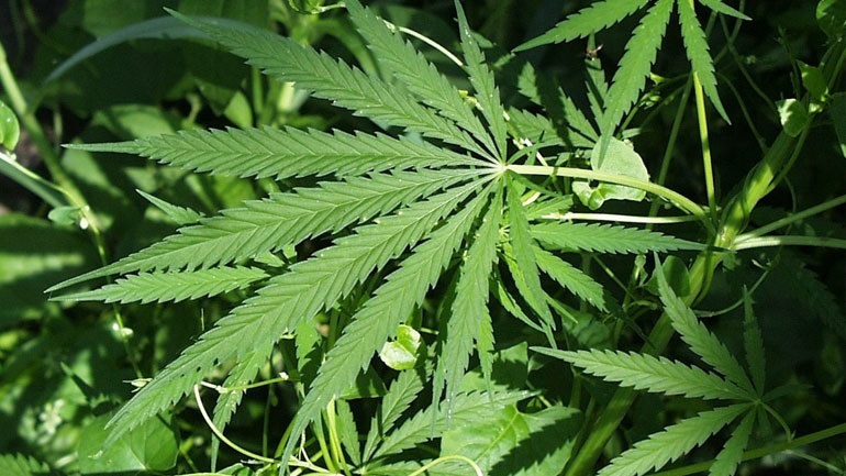 Νομιμοποιήθηκε στη Νέα Υόρκη η χρήση κάνναβης για ψυχαγωγικούς σκοπούς