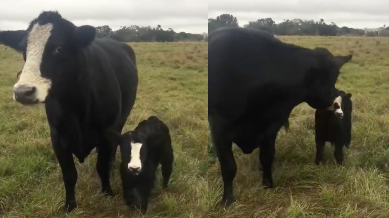 Η αγελάδα με το νεογέννητο μοσχάρι της Η αγελάδα με το νεογέννητο μοσχάρι της
