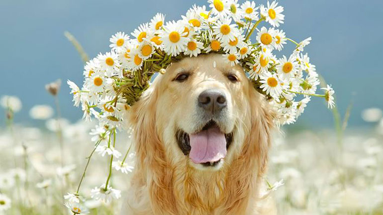 Πώς να αντιμετωπίσετε τις ανοιξιάτικες αλλεργίες του σκύλου σας