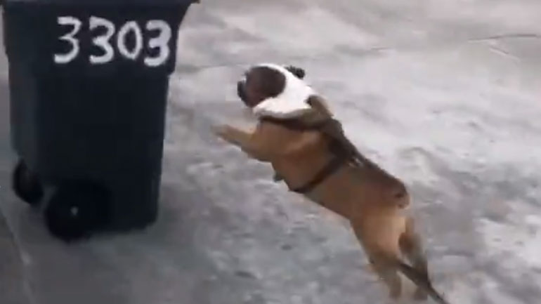 Το μπουλντόγκ έχει μανία με τους κάδους απορριμμάτων Το μπουλντόγκ έχει μανία με τους κάδους απορριμμάτων