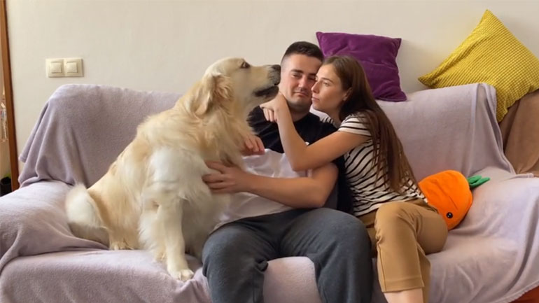 Το ζηλιάρικο Golden Retriever 