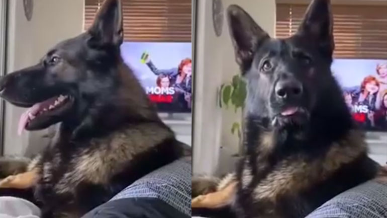 Σκύλος Κ9 ως κατοικίδιο Σκύλος Κ9 ως κατοικίδιο