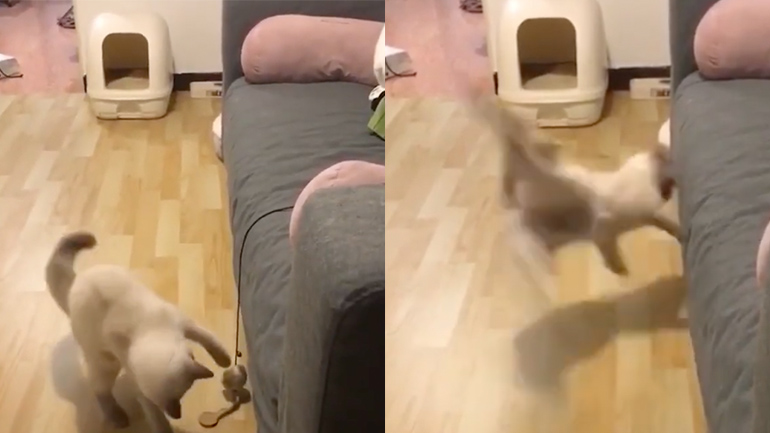 Παιχνίδι vs γάτα Παιχνίδι vs γάτα