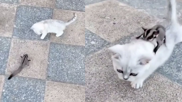 Sugar glider εξημερώνει μια γάτα