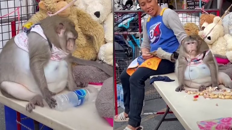 Παχύσαρκος πίθηκος στην Ταϊλάνδη