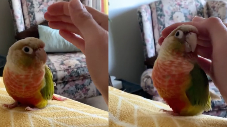 Ο παπαγάλος και το χέρι Ο παπαγάλος και το χέρι