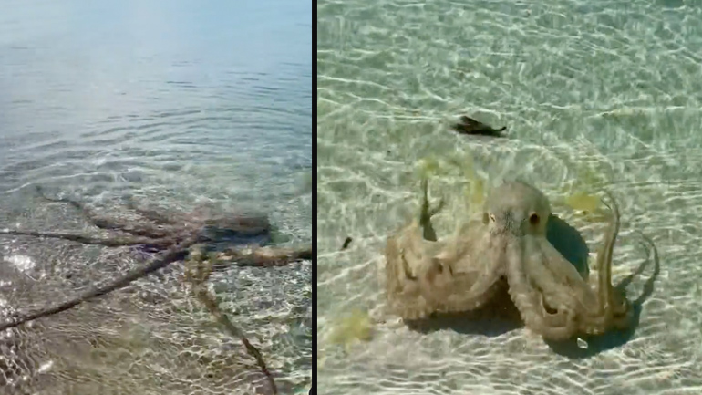 Χταπόδι επιτίθεται σε έναν άνδρα