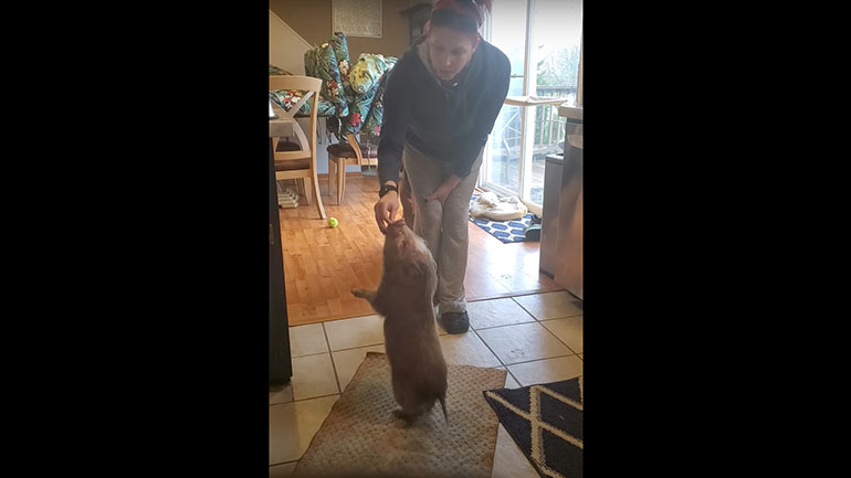 Το πιο υπάκουο κατοικίδιο είναι ένας… χοίρος