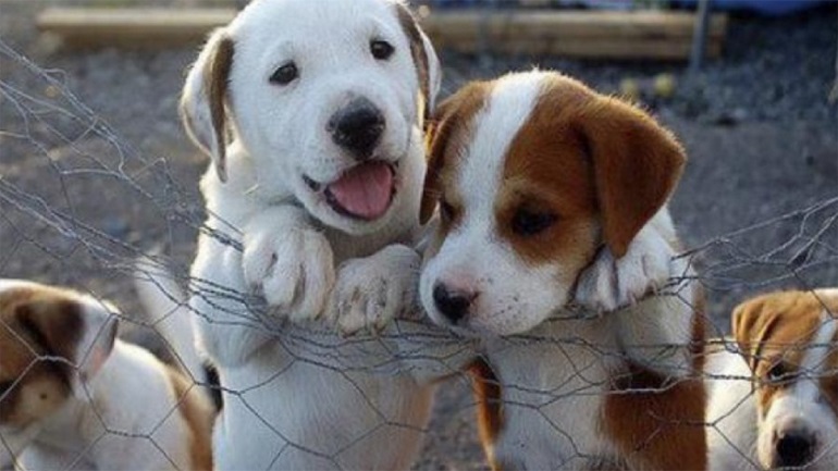 Χανιά: Δράσεις της δημοτικής Αρχής για την προστασία των αδέσποτων ζώων συντροφιάς