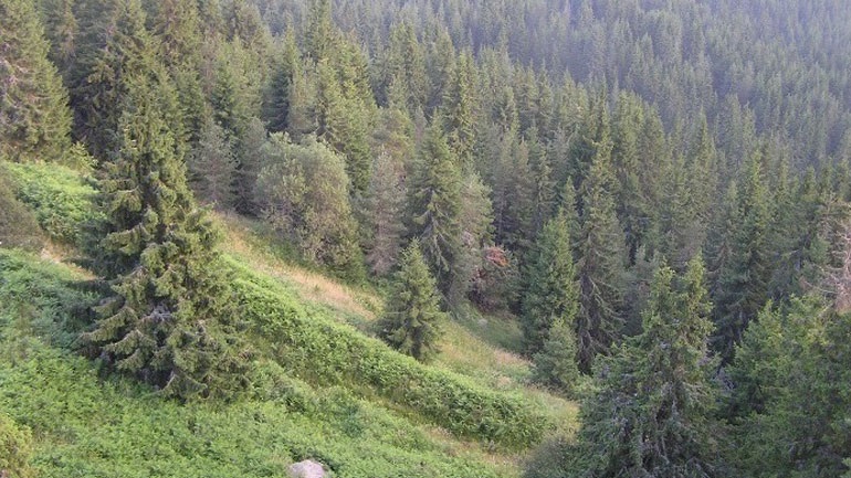 Δασικοί χάρτες: Οριζόντια παράταση έξι μηνών για υποβολή αντιρρήσεων