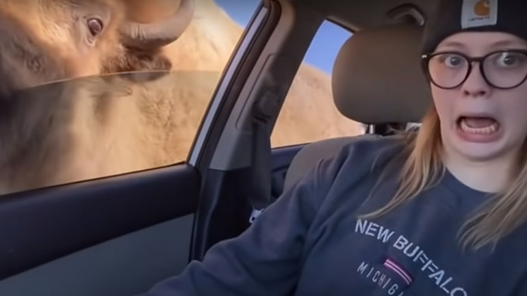 Βίσωνες τρομάζουν ένα κορίτσι