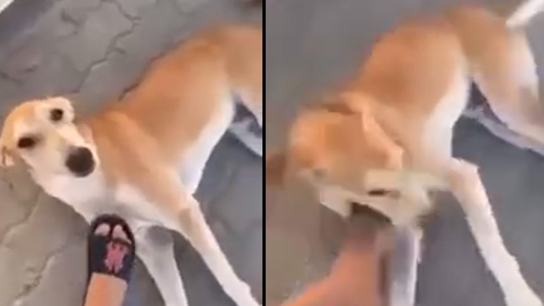 Αγόρι χαϊδεύει έναν αδέσποτο σκύλο Αγόρι χαϊδεύει έναν αδέσποτο σκύλο