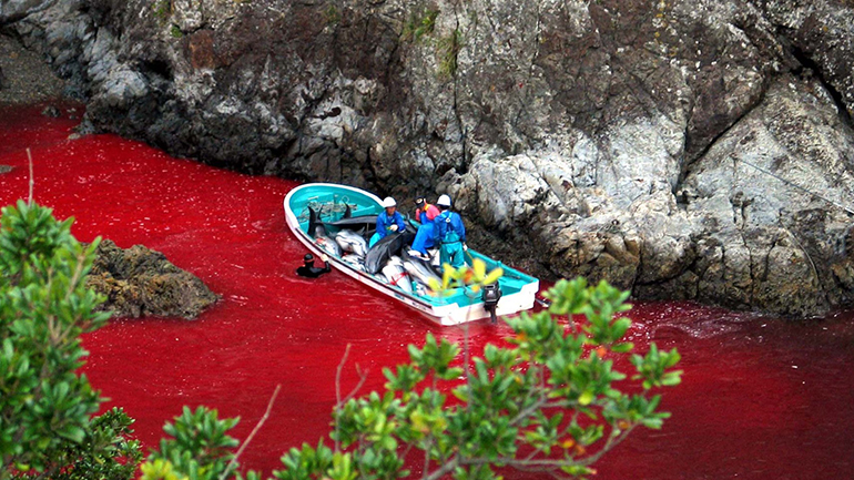 Μπορεί το ντοκιμαντέρ Seaspiracy του Netflix, να προκαλέσει τέτοιο σοκ, ώστε να σταματήσουμε να τρώμε ψάρι; 