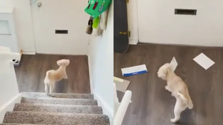 Σκύλος μισεί τον ταχυδρόμο και την αλληλογραφία