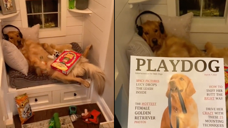 Ένας έφηβος σκύλος στο δωμάτιό του