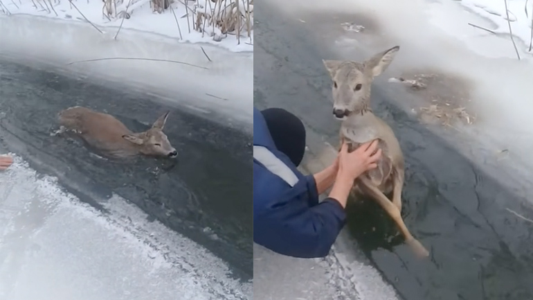 Άνδρας απεγκλωβίζει μικρό ελάφι από παγωμένο ποτάμι Άνδρας απεγκλωβίζει μικρό ελάφι από παγωμένο ποτάμι