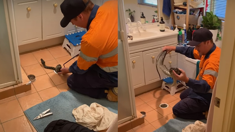 Πύθωνας κρυμμένος σε σιφόνι μπάνιου